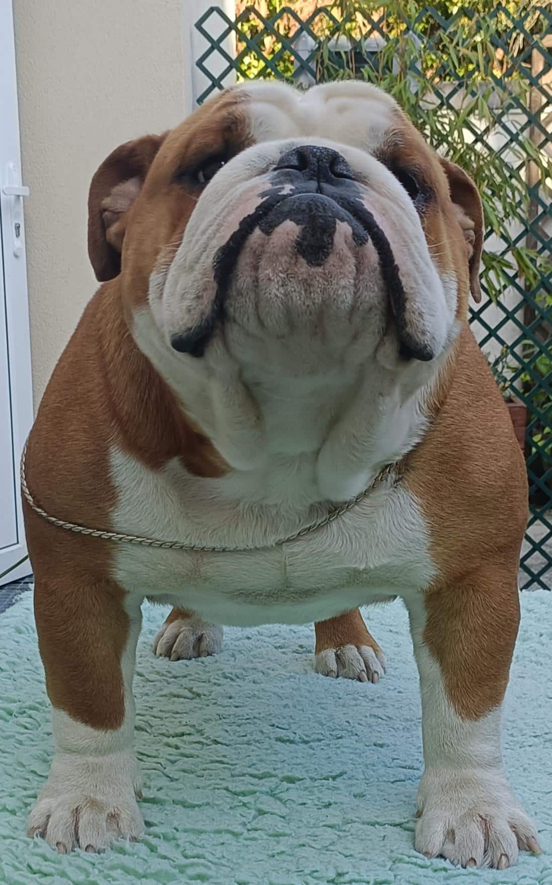 umberto