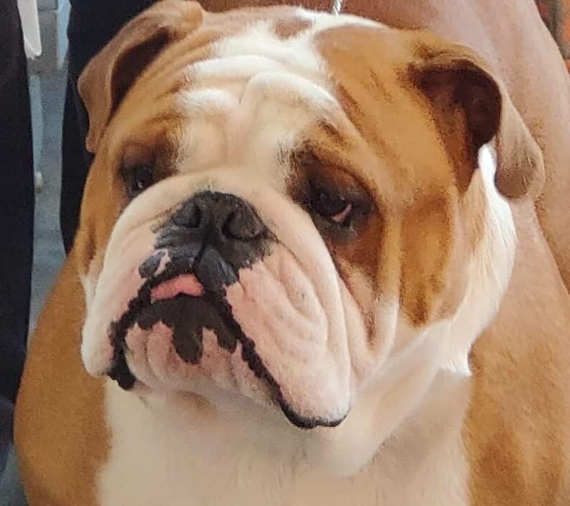 umberto